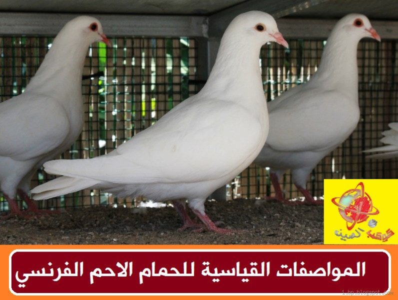 كم سعر الحمام الأبيض؟