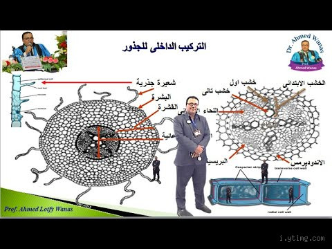 هل القطن من ذوات الفلقتين؟ تعرف على الإجابة العلمية