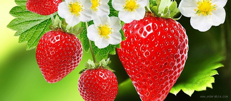 كم سنة تعيش الفراولة؟ اكتشف كل ما تحتاج معرفته