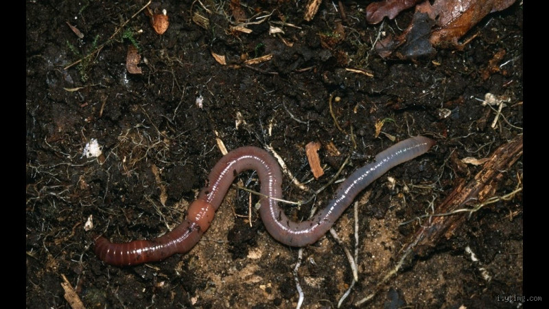 كم يبلغ طول دودة الأرض؟ اكتشف الأرقام المدهشة!