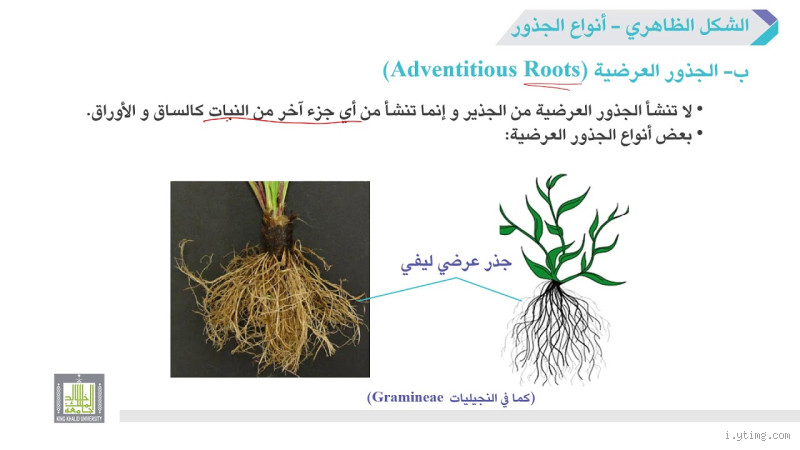 كيف تتكون الجذور؟ كل ما تحتاج معرفته