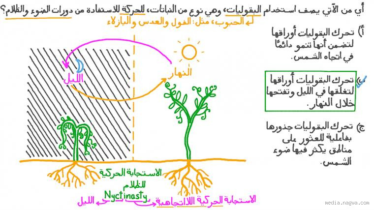 ما هو نوع الحركة في النباتات؟ اكتشف كيف تتحرك النباتات