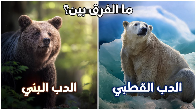 ما الفرق بين الدب البني والقطبي والباندا؟ اكتشف الحقائق المثيرة!