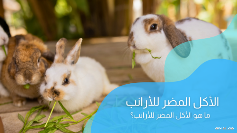 ما هو أكل الأرانب المفضل؟ اكتشف السر في طعامهم