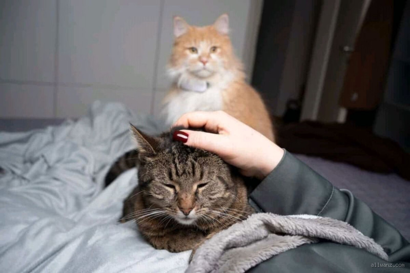 هل القط يشتاق لصاحبه؟ الحقيقة وراء هذه المشاعر