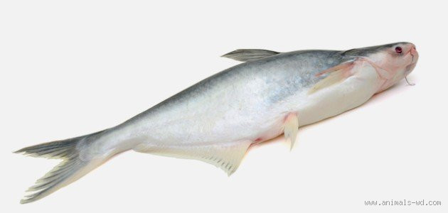 هل سمك الباسا حلال عند الشيعة؟