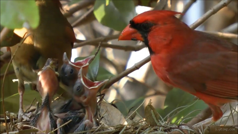 لماذا تطعم الطيور بعضها؟ مشهد يدهشك ويأسر قلبك
