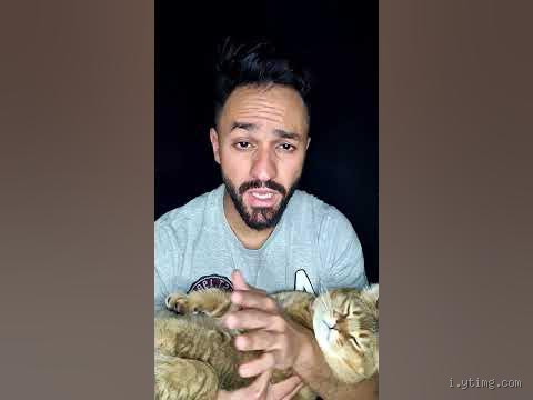 هل يأكل القط صاحبه بعد موته؟ الحقيقة المدهشة