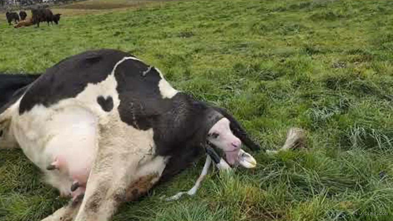 كم شهر تلد بقرة؟ الإجابة التي يبحث عنها المزارعون