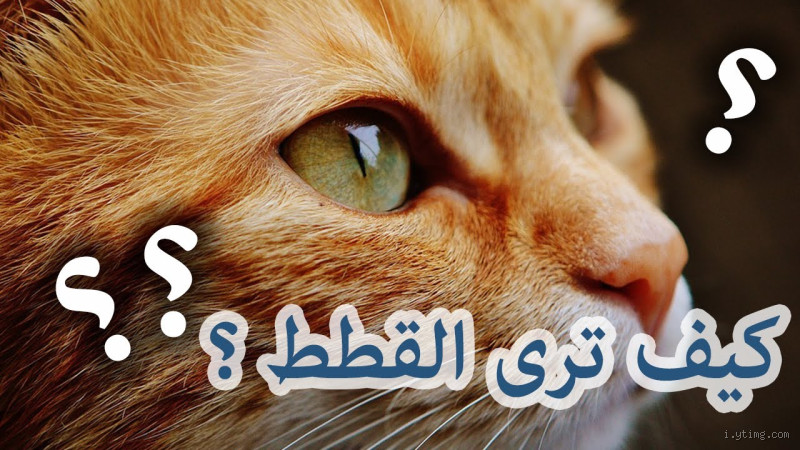 كيف يرى القط نفسه؟ بين الغريزة والخيال