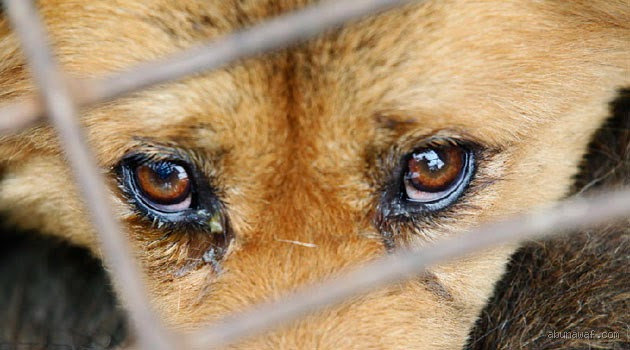 هل الأبقار تبكي؟