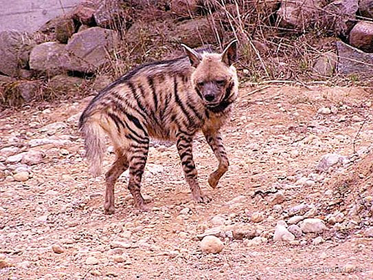 هل الضبع غدار حقًا؟