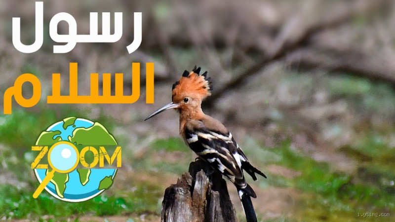 هل الهدهد فأل خير؟