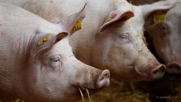 هل لحم الخنزير طاهر؟ اكتشف الحقيقة وراء هذا السؤال