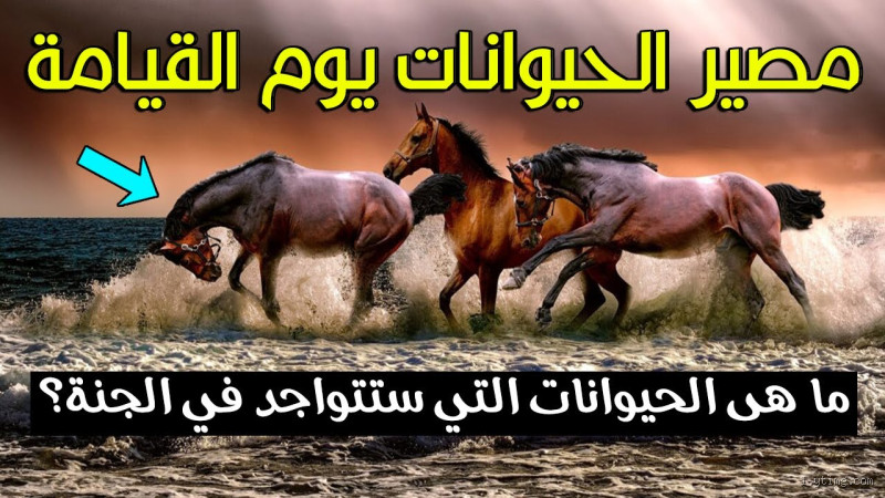 هل الحيوانات تشفع لصاحبها يوم القيامة؟ اكتشف الإجابة!