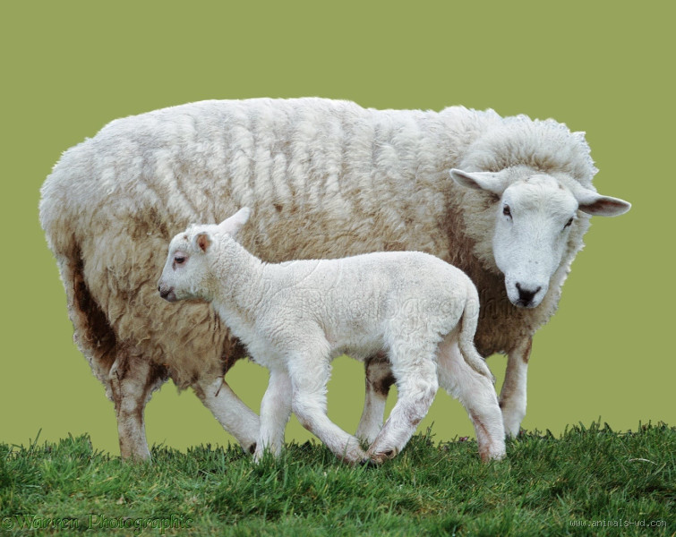 هل الماعز أنثى الخروف؟ إليك الحقيقة المدهشة!