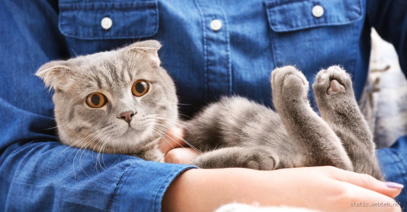 هل القطط ترى هالة الانسان؟ اكتشاف مفاجئ يغير كل شيء!