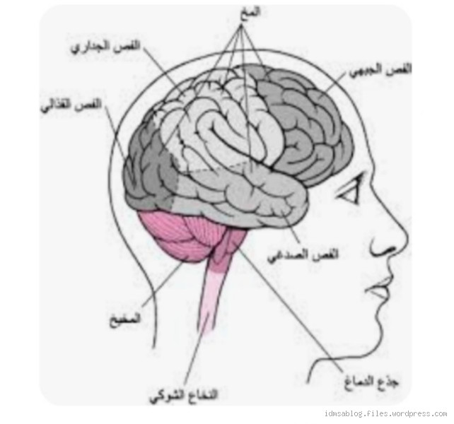 هل التفكير في القلب أم العقل؟ اكتشف الحقيقة