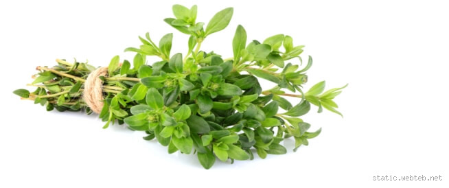 هل الزعتر يجعل الإنسان ذكيًا؟ حقيقة أم خرافة؟