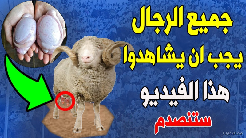 هل يجوز أكل خصية الخروف عند الشيعة؟ اكتشف الآراء والفتاوى