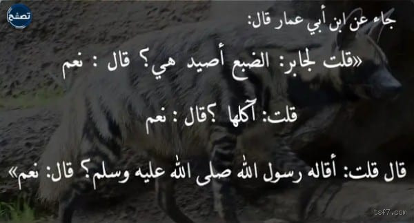 هل يجوز أكل لحم الضبع؟ فتوى الشيخ ابن باز