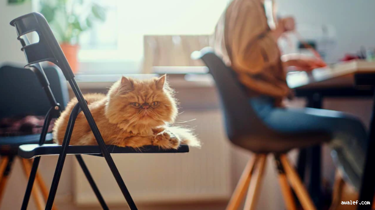 هل يمكن ترك القطط وحدها في المنزل؟ تعرف على الإجابة هنا