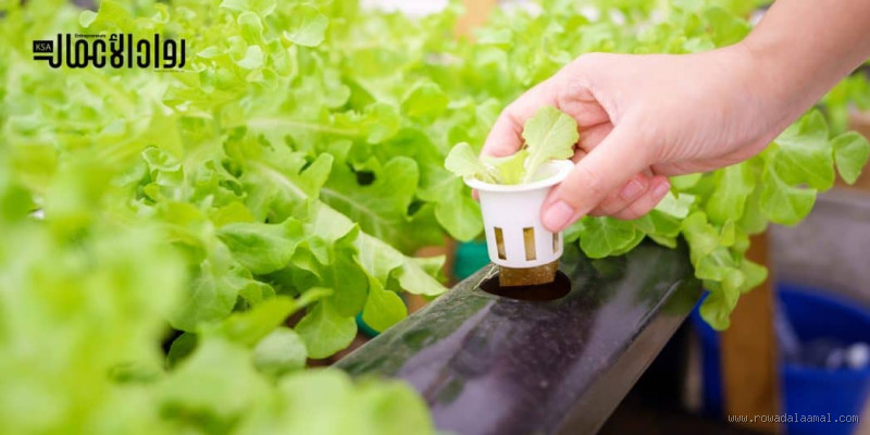 هل يمكن زراعة النباتات بدون تربة؟ تعرف على الحلول المبتكرة!