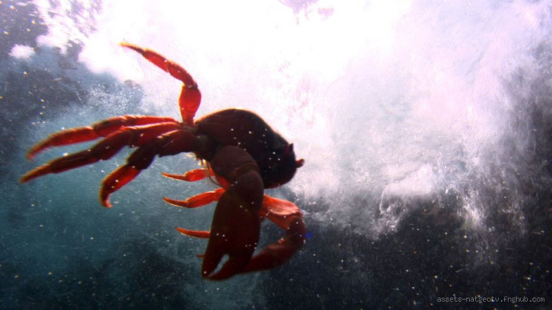 هل يشعر سرطان البحر بالألم؟ الحقيقة التي يجب أن تعرفها