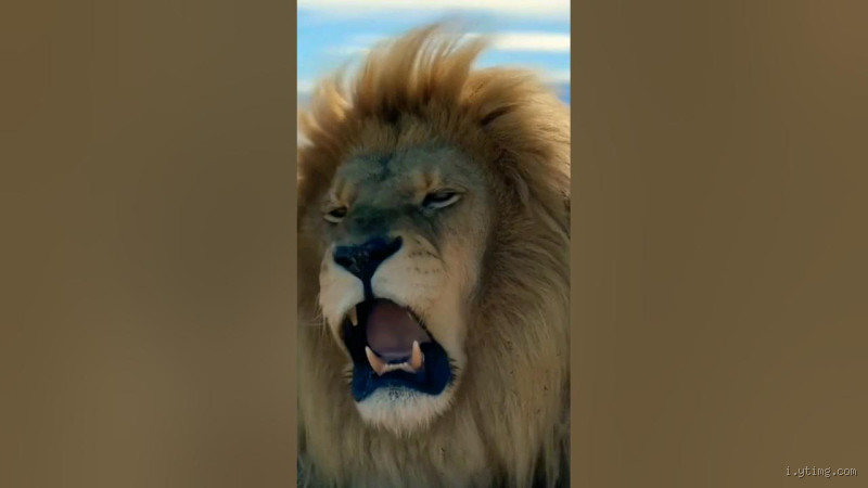 هل زئير الأسد حاد؟: دراسة مفصلة لتكوينه وتأثيره ووظائفه في عالم الحياة البرية.