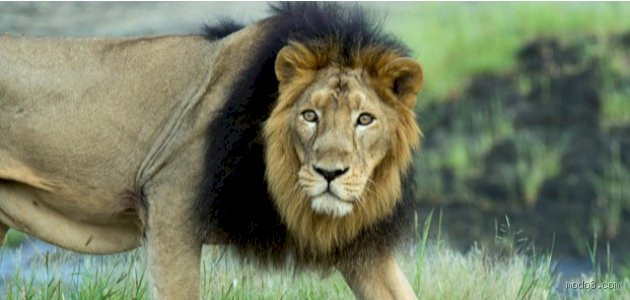 كيف عرف العرب الأسد؟ تاريخ الأسد في الثقافة العربية