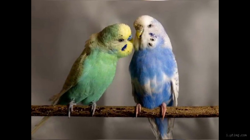 كيف تعرف ان طائر البادجي حزين؟