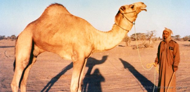 كيف يرى الجمل الإنسان؟