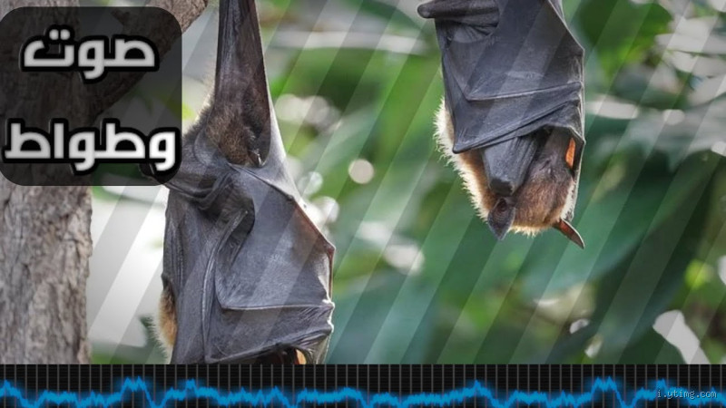 لماذا لا يمكننا سماع صوت الخفاش؟