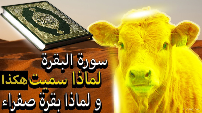 لماذا سميت البقرة بهذا الاسم؟