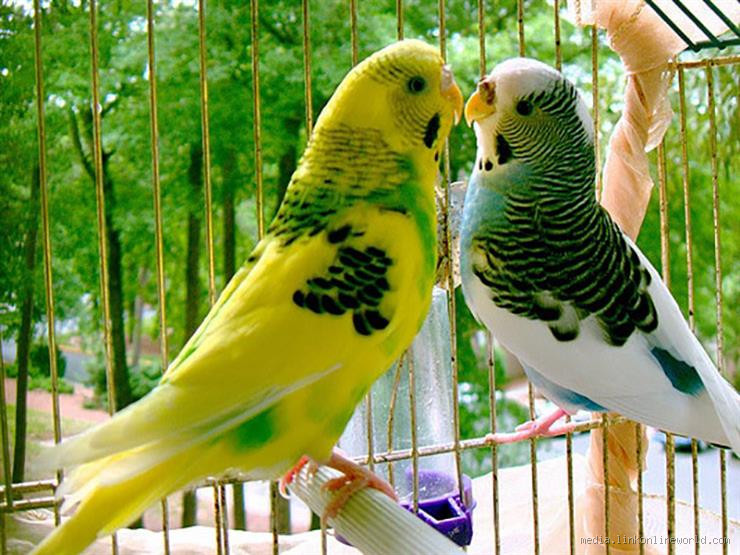 ما حكم تربية الطيور في البيت؟ تعرف على الإجابة الصحيحة