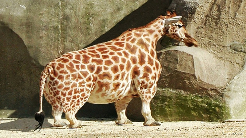 السمندل العملاق الياباني وأغرب حيوانات العالم: كيف يكتشف المرء عجائبها؟