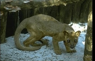 ما هو حيوان الغيث؟ اكتشف عالمه الغامض