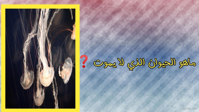 ما هو الحيوان الذي لا يملك قلب ولا دماغ ولا يموت ابدا؟