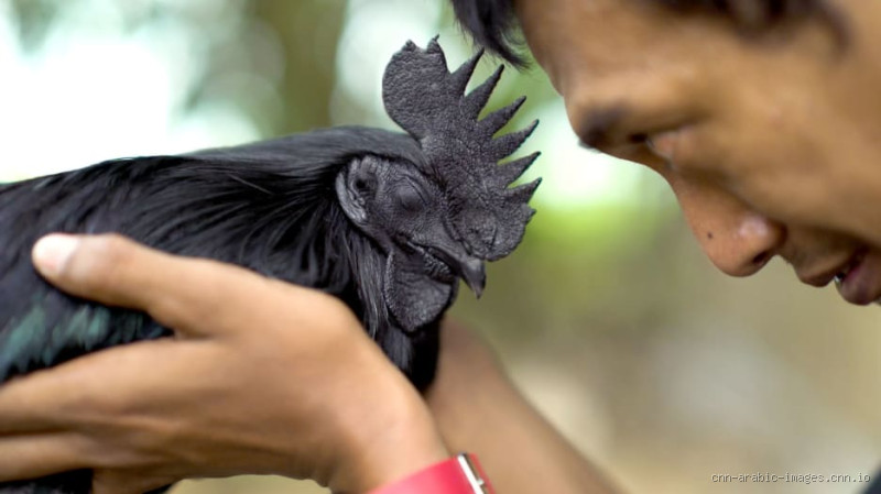 ما هو الجن الأسود؟ حقيقة قد لا تعرفها عن هذا الكائن الغامض