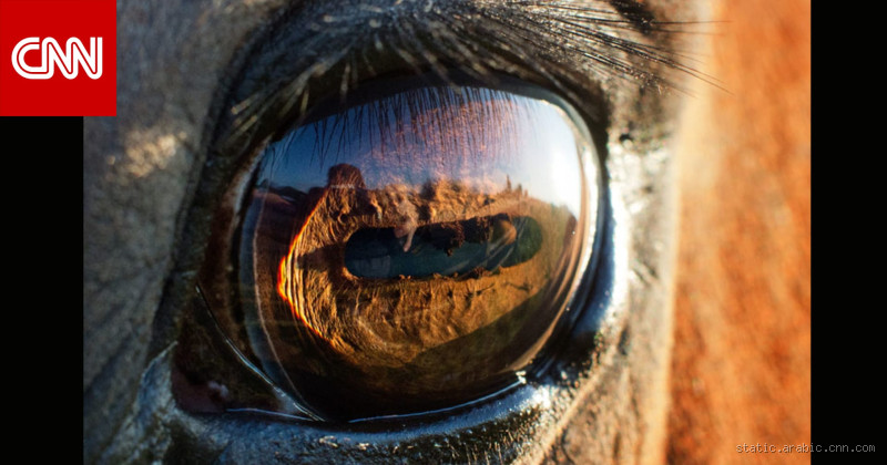 ما هو الشيء الذي يخاف منه الحصان؟ أسرار فزع الخيول