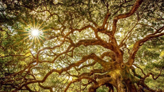 ما هي الشجرة التي خلقها الله بلا ورق؟