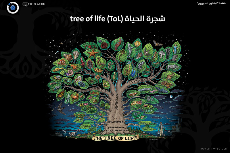 ما هي رسالة "شجرة العالم" عبر الثقافات؟