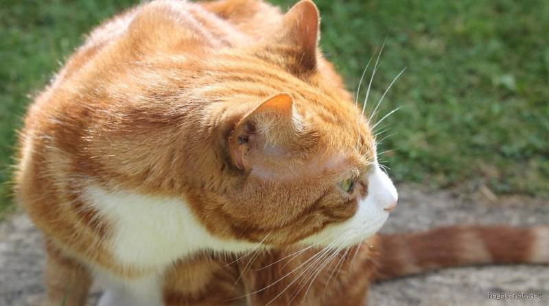 ماذا يشم القط؟ اكتشف حاسة الشم العجيبة لدى القطط!