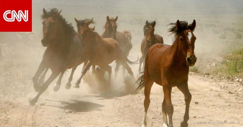 ماذا يطلق على الحصان الأبيض؟ اكتشف الإجابة الغريبة!