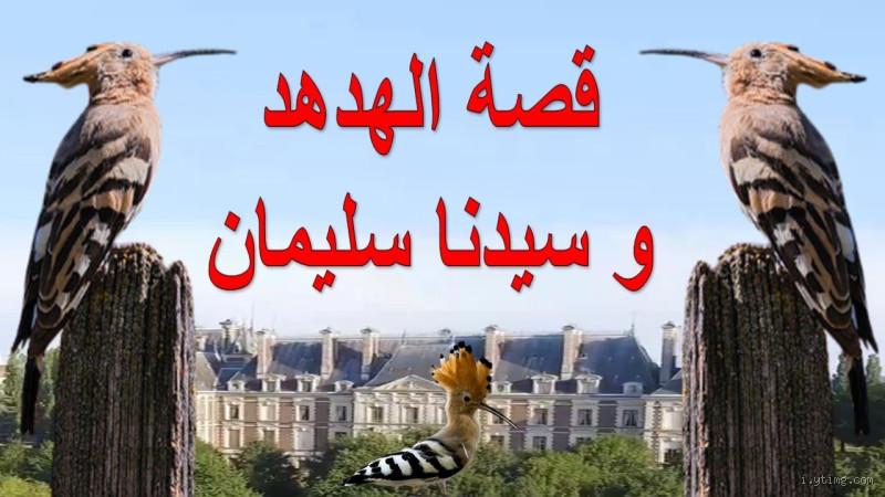 من هو الذي كلم الهدهد؟ اكتشف القصة الغامضة في القرآن