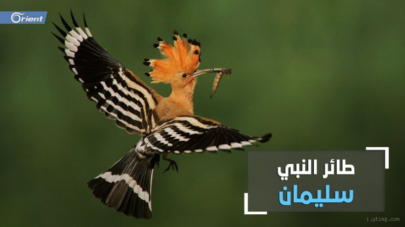 من هو الطائر الذي لم يخلقه الله؟ الحقيقة المدهشة وراء هذا السؤال