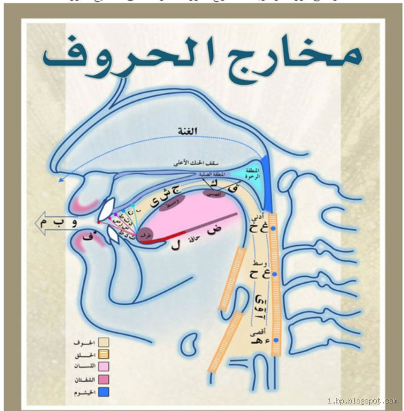 من اكتشف مخارج الحروف؟ رحلة في تاريخ علم التجويد