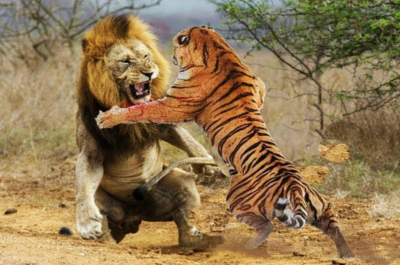 من أقوى أسد أم نمر؟ الصراع بين ملك الغابة وفارس الأدغال