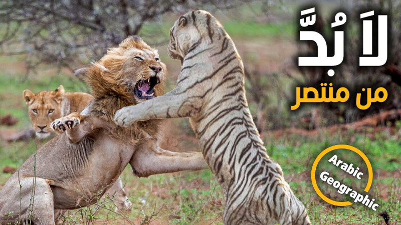 من أشجع، الأسد أم النمر؟