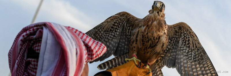 من أول من روض الصقور؟ اكتشف تاريخ ترويض هذه الطيور الفريدة